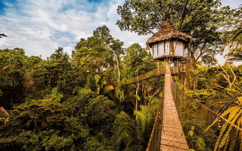 Treehouse Lodge tại Amazon, Peru mang lại trải nghiệm độc đáo khi khách lưu trú trong ngôi nhà trên cây